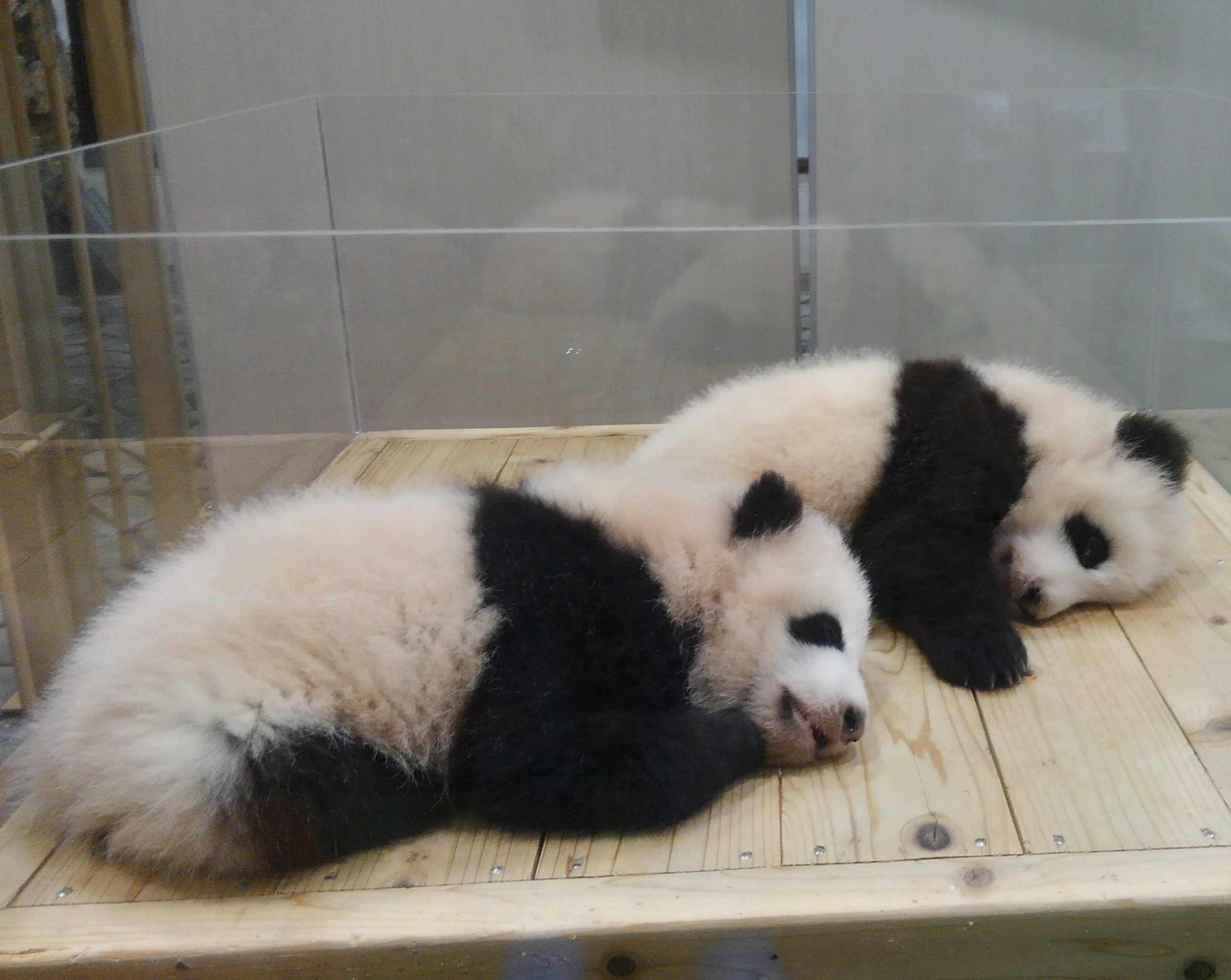 上野動物園の双子パンダ順調に育つ