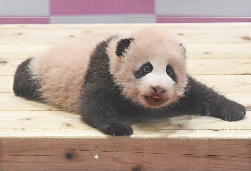 祝！大ニュース。上野動物園赤ちゃんパンダ誕生