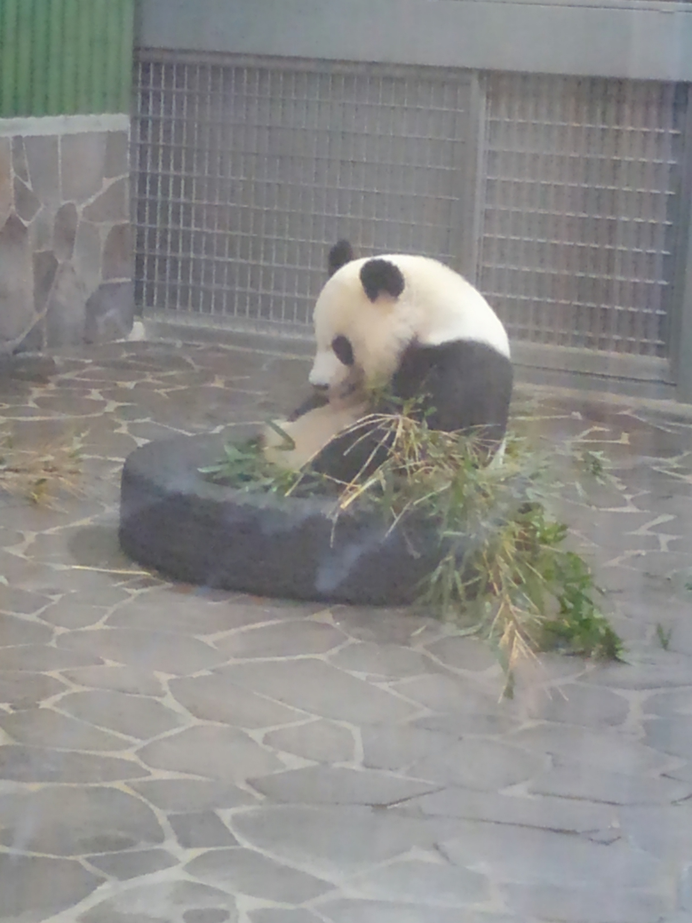 神戸王子動物園　パンダのタンタン