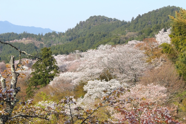 2018桜の花見は吉野山へ～青の交響曲～で優雅に散策