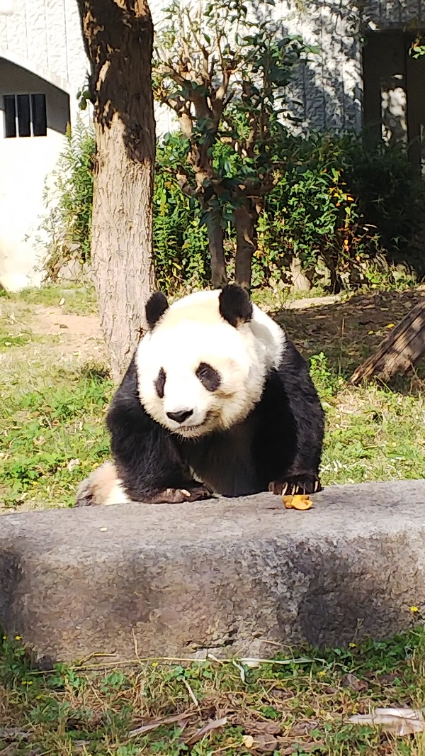 神戸の王子動物園のパンダ旦旦(タンタン)の画像をひたすらアップ